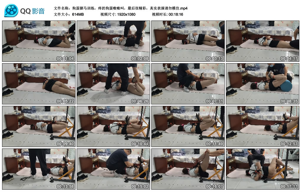 狗蛋驷马训练，疼的狗蛋嗷嗷叫，最后很精彩，真实表演请勿模仿.jpg-BD绳艺资源
